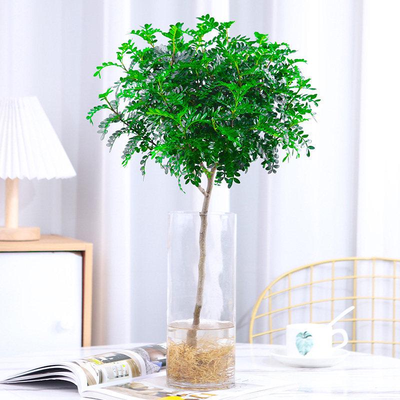Hydroponic Fragrant Wood Indoor Plant | Insect & Mosquito Repellent | Evergreen Year-Round Desktop Decor