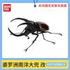 Beetle Insect Model Articulated Realistic 10 Joints Desktop Decor Ornament Chalcosoma Chiron Dynastes Grantii