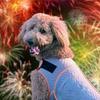 Breathable Dog Calming Shirt Reflective Pet Soothing Clothes Dog Coat Dog Anxiety Jacket  Thunder