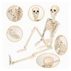 Realistic Full Body Hanging Skeleton with Movable Joints Halloween Haunted House Props Terrifying Skull Decoration