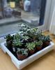 DAIM Succulent Plant Greenhouse 35x28x29cm, White