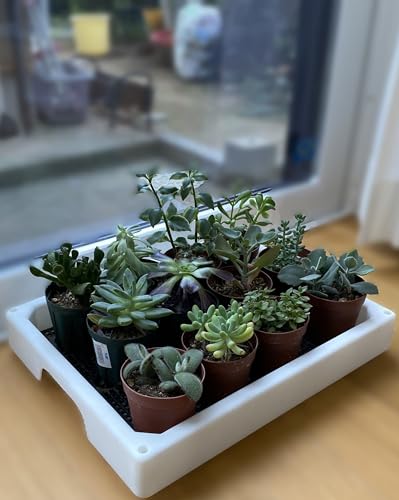 DAIM Succulent Plant Greenhouse 35x28x29cm, White