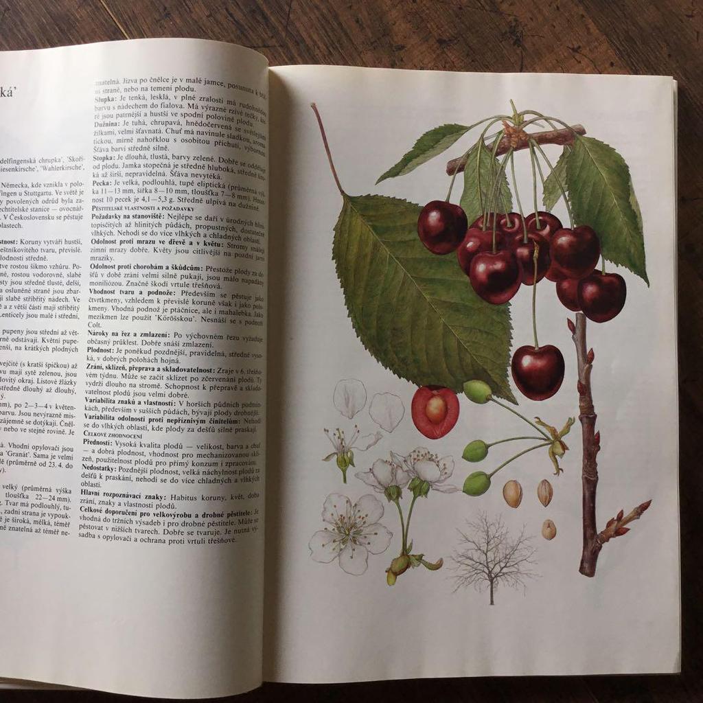 [USED] Foreign books, Czech botanical encyclopedias, vintage books, botanical art