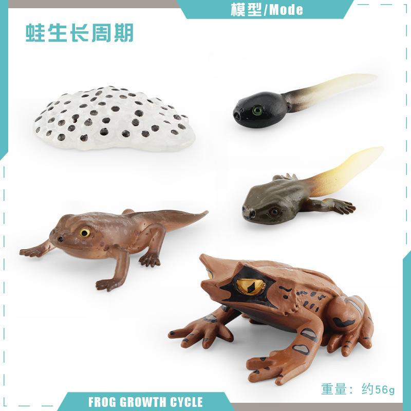 Simulation Of Red-Eyed Frog Horned Frog Triangular Dead-Leaf Frog Growth Cycle Static Model Frog Growth Process Ornament