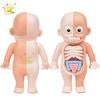 Non-Toxic Kid Montessori 3D Puzzle Human Body Anatomy Model Educational Learning Organ Assembled Toy Body Teaching Tool Children