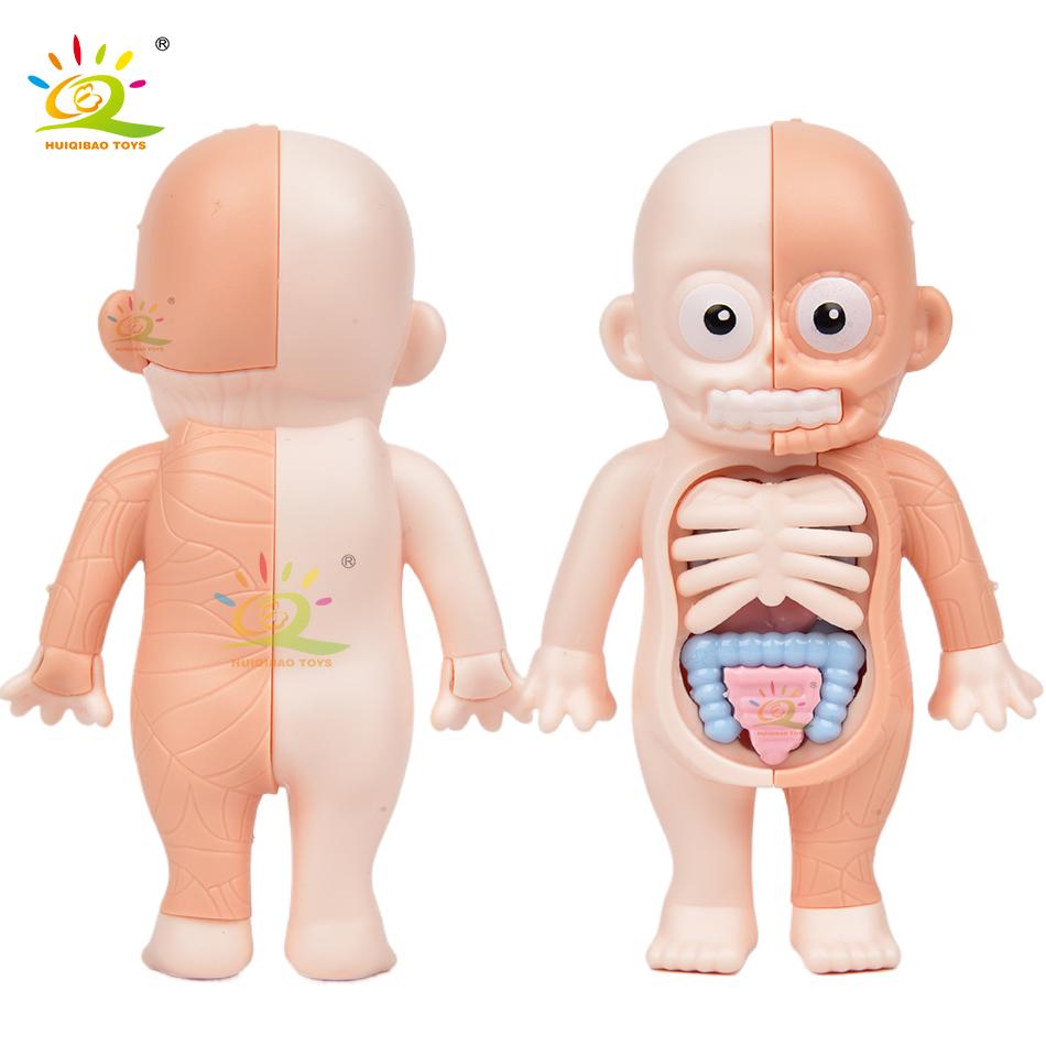 Non-Toxic Kid Montessori 3D Puzzle Human Body Anatomy Model Educational Learning Organ Assembled Toy Body Teaching Tool Children