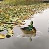 Artistic Floating Turtles Frogs Boating Weather Resistant Decoration Suitable For Fish Pools Yard And Desktop Displays