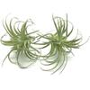 2 PCS Artificial Succulents Plants Unpotted Fake Flocking Tillandsia Air Plants Succulent Bromeliads Bouquet Arrangements Faux Plants DIY for Garden