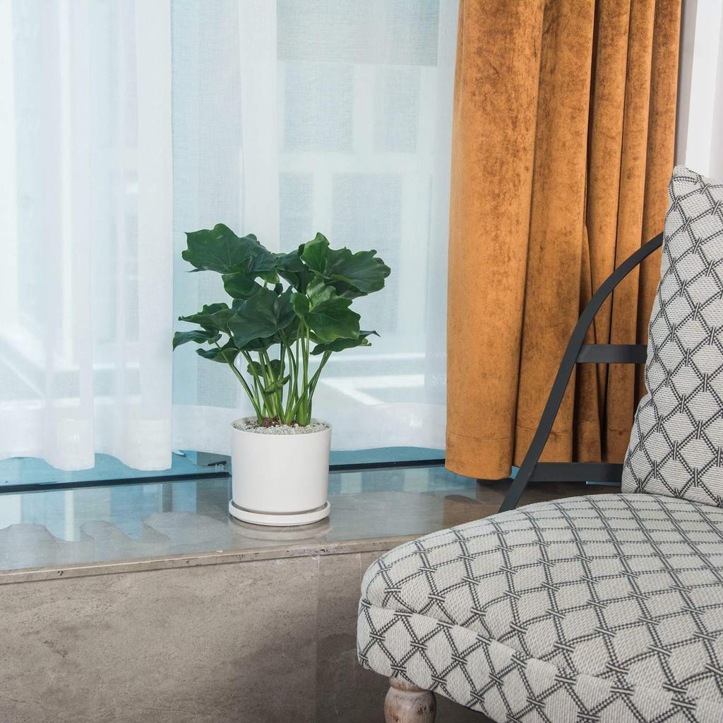 Ekirlin Ceramic Size 7 with Saucer and Potted Interior Room Houseplant Planter, (18cm), Hole, White, Stylish, Plant, Decor, Decor,