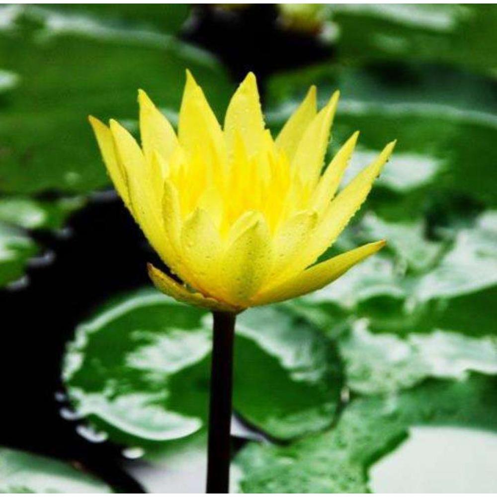 Natural Herbal Yellow Lotus Tea 500g Detox Energy Boost for Men Women