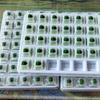 3 Pin Matcha Green Linear Keyboard Switch 45g Mechanical Keyboard Custom Switches Transparent Cover Manufacturer Lubrication