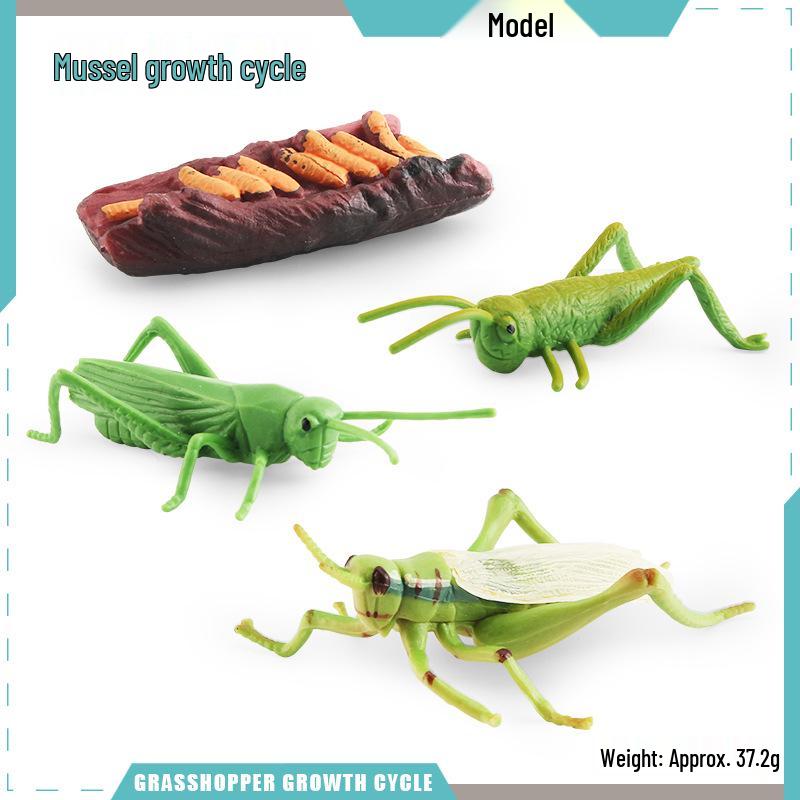 Animal Growth Cycle Models: Chicken, Duck, Goose, Butterfly, Turtle, Frog Montessori Teaching Figurines