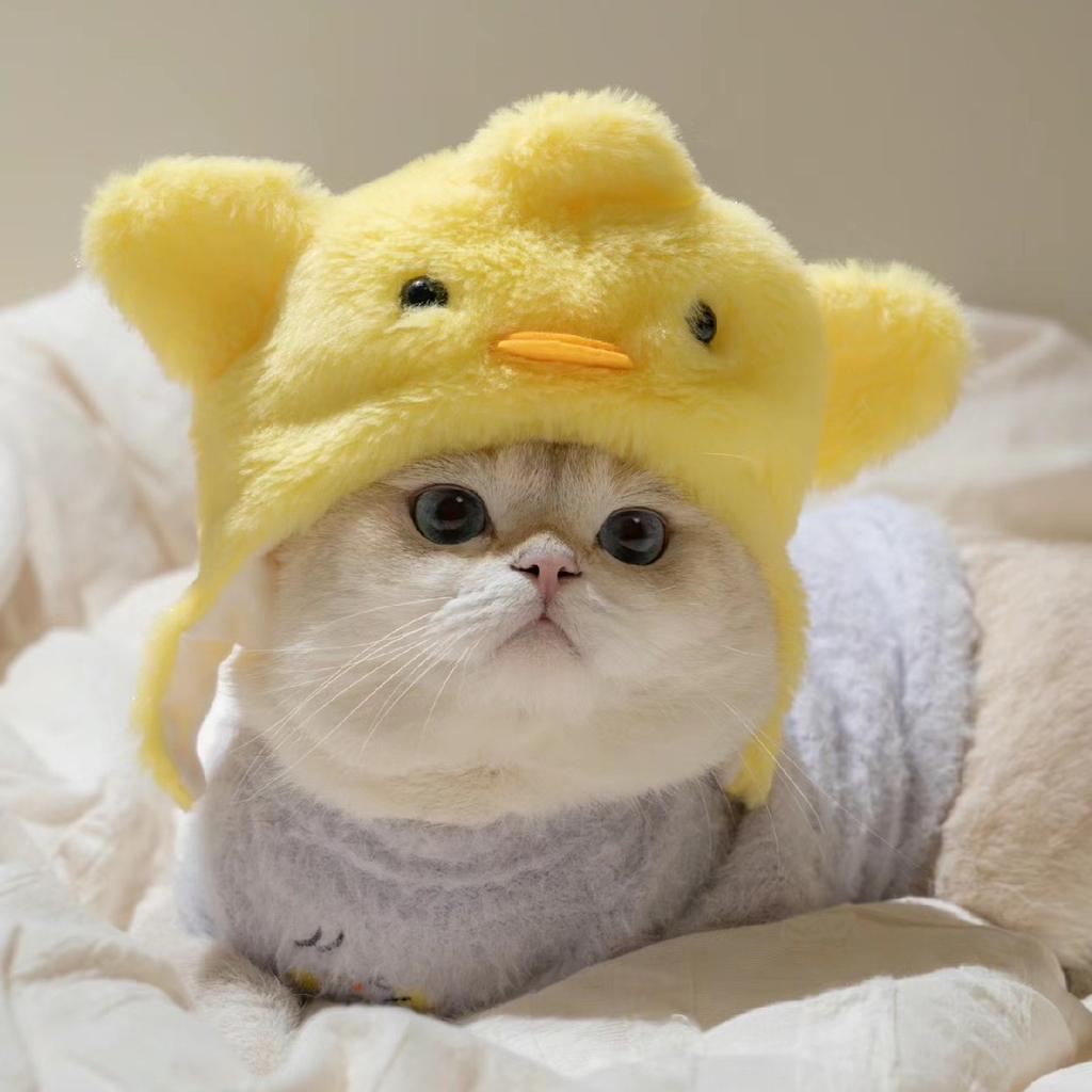 Pet Headgear, Starfish, Snapper Fish Hats, Piggy, Chick, Cat, Bear, Panda Headwear, Funny Costumes
