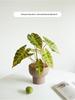 Artificial Green Plants for Indoor Decor – Potted Ornaments for Living Room or Coffee Table