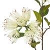 Hill Interiors Protea Nitida Stem Artificial Flower Spray