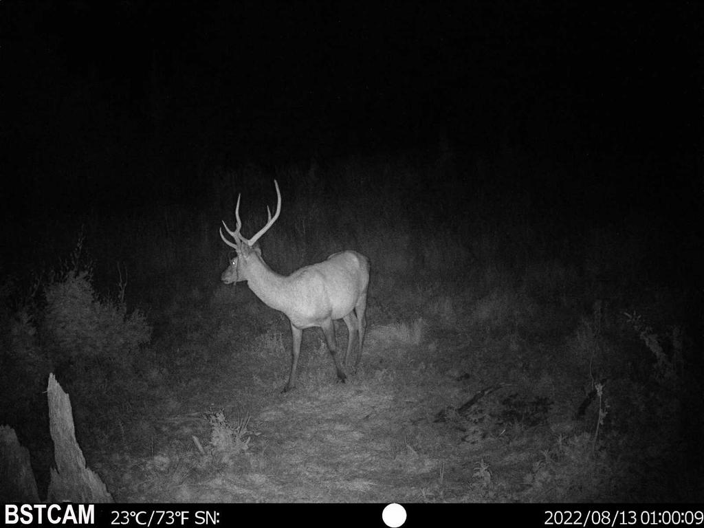 4G Infrarot Wildkamera - Wasserdicht, App-Verbindung, Echtzeit-Anzeige