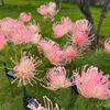 Cross-Border Solar LED Lycoris Radiata Lawn Light - Outdoor Decorative Ground Plug Landscape Lamp.