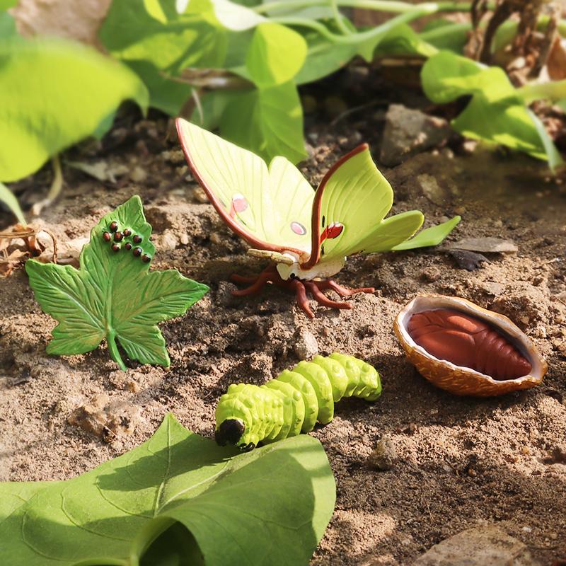 Oenux Insect Animals Model Monarch Actias Ningpoana Swallowtail Butterfly Growth Cycle Garden Figurine Education Kid Toy Gift