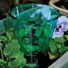 Clear Plastic Cone Rain Gauge Innovative Starter Gardening Plant Growing