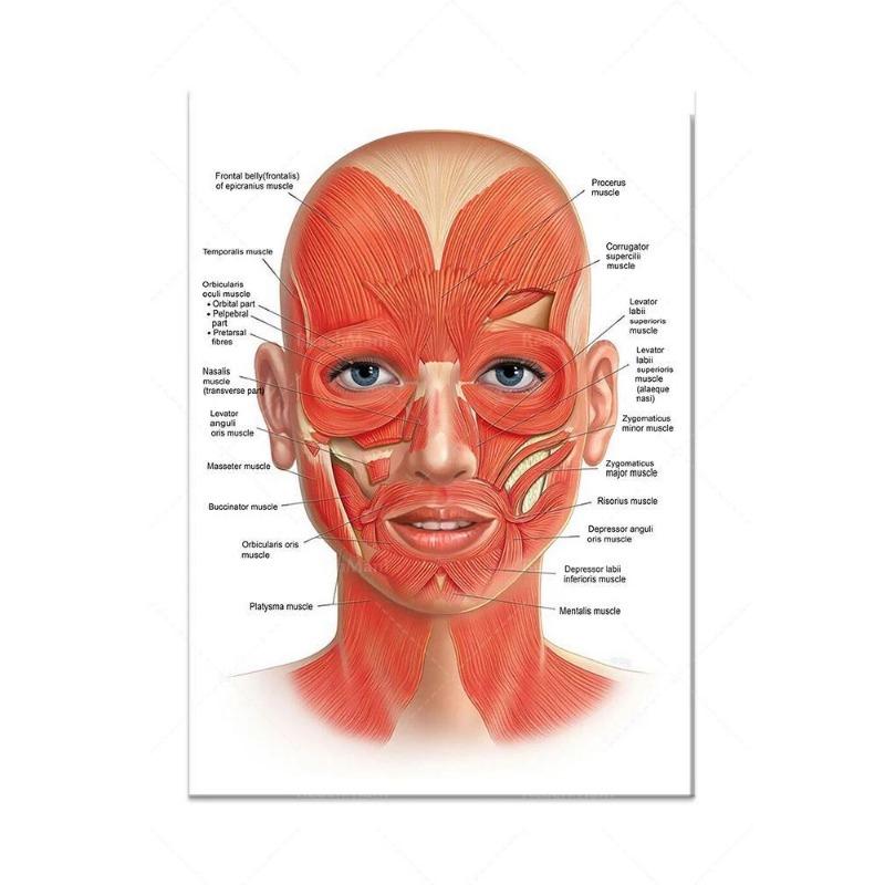 Nouveau Le Corps Structure Squelette Art Mural Anatomie du Système Nerveux Image sur Toile Affiche Éducative Décoration Médicale Peinture