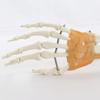 Hand Bone Structure Hand Skeleton Model With Movable Fingers For Classroom Demonstration
