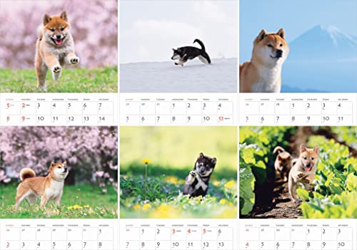 Calendar 2023 Shiba Inu (Month Flip/wall Hanging) (Yamakei Calendar 2023)