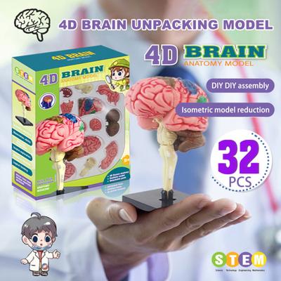 4D model struktury mozku Dobrý detail Stejný poměr Snížení mozku Model lidského těla Anatomie Výuka ve třídě Studium
