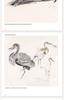 Classic Animal Sketching Techniques: Beginner's Hardcover Self-Study Guide