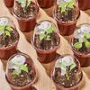 5/10/15/20Pcs Plant Nursery Pots  Starting Pots Container for Succulents