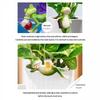 Hanging Flower Pot Edge Frog Decorative Ornaments Resin Mini Craft Glass Fish Tank Pendant Desktop Figurines