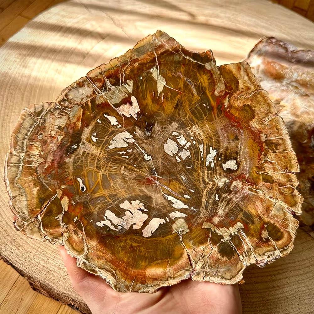 

Petrified Wood Stone Slice for Home Decor Coaster or Scenic Display. 10-50 g