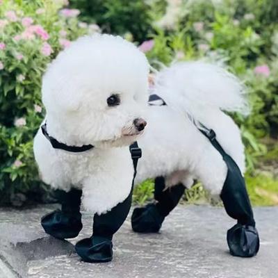 Giyim ve ayakkabı – Köpek ayakkabıları