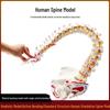 Adult 1:1 Human Spine Model for Chiropractic Practice - Cervical, Lumbar, and Skeleton Display