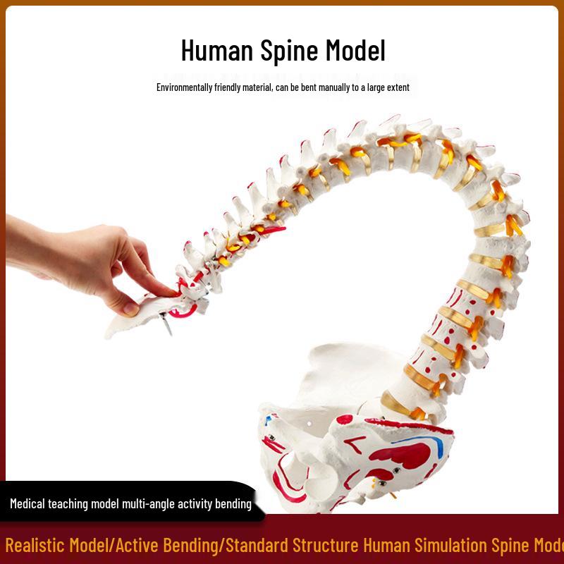 Adult 1:1 Human Spine Model for Chiropractic Practice - Cervical, Lumbar, and Skeleton Display