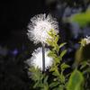 Solar LED Dandelion Ground Light