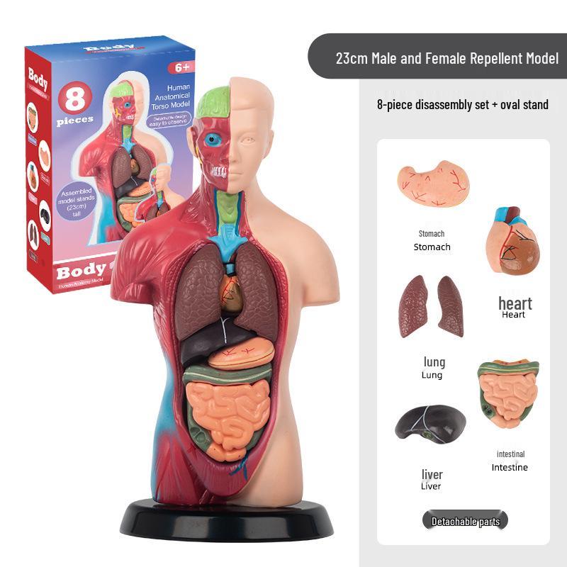 3D Human Skeleton Model Kit for Children's Educational Anatomy and Medical Teaching