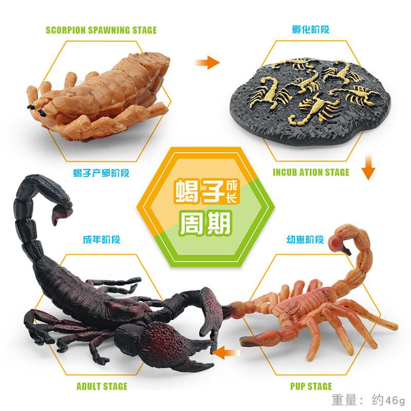

Simulated Insect Growth Cycle Model Toy 4-Piece Set Scorpion Growth Transformation Process Animal Static Ornament