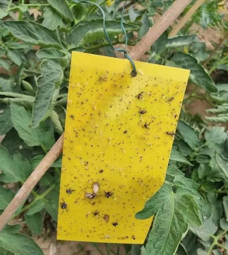 Double-sided glue trap for insects, water repellent, 10 pieces.