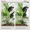 4PCS Reusable Plant Stem Folding Frame Garden Tools No Stake Trellis Plant Stem Support Support Branches Stem Organizer
