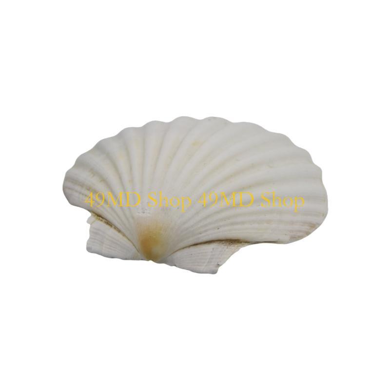 

49MD Bulk White Scallops Shells for Painting, Baking, Ocean Themed Party Large Seashells Assortment Beach Decors
