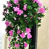 Artificial Azalea Flower Wall Hanging with Rattan and Greenery