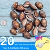 Handmade Decorative Seashells & Starfish for Fish Tanks: Landscaping, Painting, Specimens, Whelks, Hermit Crabs