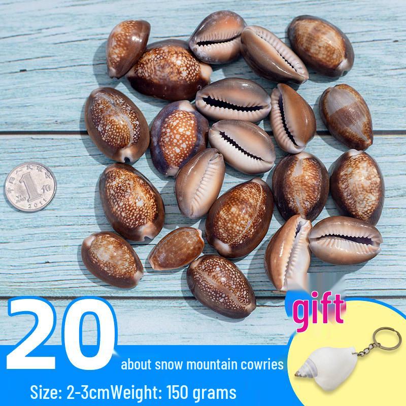 Handmade Decorative Seashells & Starfish for Fish Tanks: Landscaping, Painting, Specimens, Whelks, Hermit Crabs
