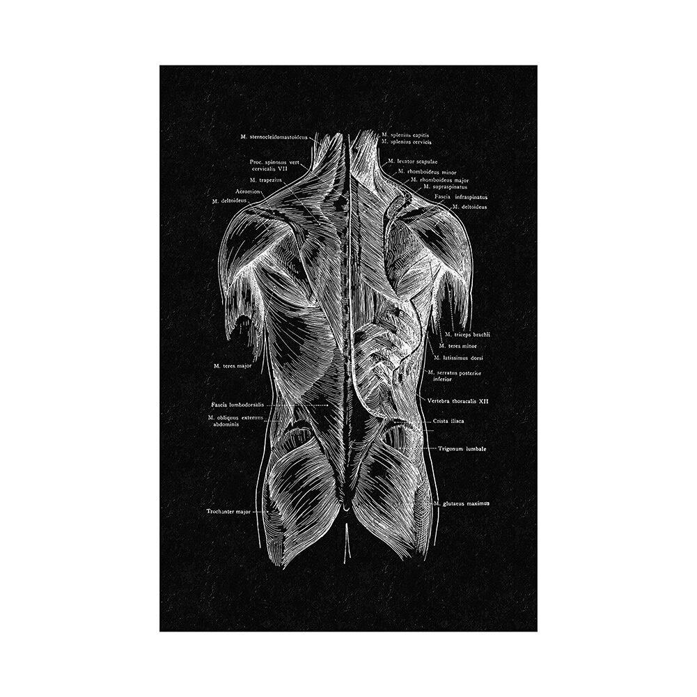 Canvas Printing Human Anatomy Artwork Wall Art Poster Skeleton Organ Muscular System Vintage Home Decor