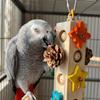 Parrot Grinding Teeth Relieving Boredom Wooden Pinecone Building Chewing Stick