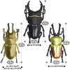 The Access Figure Stag Beetle 3D Picture Book Animal Insect Toy