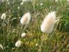 SAFLAX Garden In the Bag - Bunny Tail Grass - 100 Seeds - With Substrate In a Fitting Stand Up Bag - Lagurus Ovatus