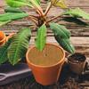 Coconut Liner Sheet Coco Plant Fiber Roll Natural Carpet Mat Reptile Bedding Supplies Winter Insulation Flowerpot Basket Supply