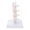 Professional Osteoporosis Model Human Anatomical Spine Model for Teaching Demonstration