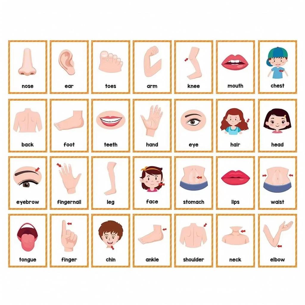 Early Learning Cards for Kids, Body Parts Theme, 15 Educational Cards with 28 Words